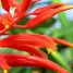 Pitcairnia flammea