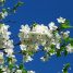 Prunus domestica