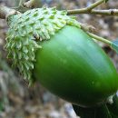 Quercus suber