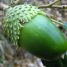 Quercus suber