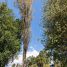 Salix nigra “Columnaris”