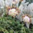 Senecio rowleyanus