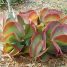 Kalanchoe thyrsiflora