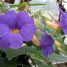 Thunbergia battiscombei