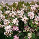 Raphiolepis umbellata