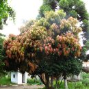 Carapa guianensis