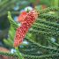 Araucaria columnaris