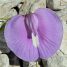 Centrosema virginianum