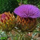 Cynara cardunculus