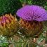 Cynara cardunculus