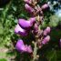 Dioclea violacea