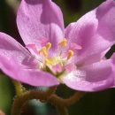 Drosera capensis