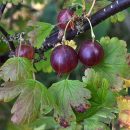 Ribes uva-crispa