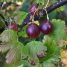 Ribes uva-crispa
