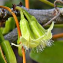 Ximenia americana