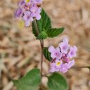 Lantana fucata