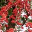 Barnebydendron riedelii