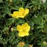 Dasiphora fruticosa