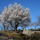 Prunus dulcis