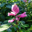 Salvia involucrata