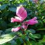 Salvia involucrata