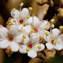 Viburnum rhytidophyllum