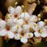 Viburnum rhytidophyllum