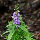 Angelonia angustifolia