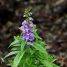 Angelonia angustifolia