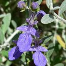 Teucrium fruticans