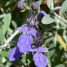 Teucrium fruticans