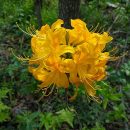 Rhododendron luteum