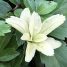 Pachysandra terminalis “Variegata”
