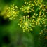 Anethum graveolens