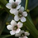 Myoporum laetum