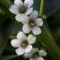Myoporum laetum