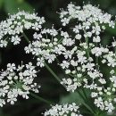 Aegopodium podagraria “Variegatum”