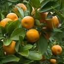 Citrus x sinensis