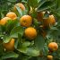 Citrus x sinensis