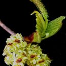 Betula papyrifera