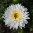 Callistephus chinensis