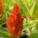 Celosia argentea var. plumosa