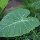 Colocasia gigantea