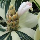 Costus speciosus “Variegatus”