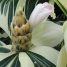 Costus speciosus “Variegatus”