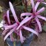 Crinum erubescens