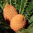 Encephalartos ferox