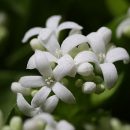 Galium odoratum