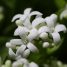 Galium odoratum