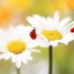 Chrysanthemum leucanthemum